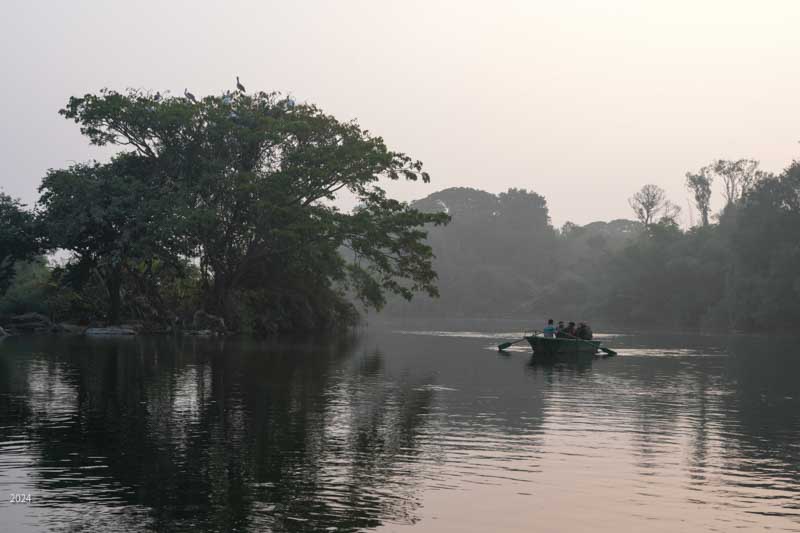 Photographers in early morning boat ride, Spot-billed pelican perched in tree