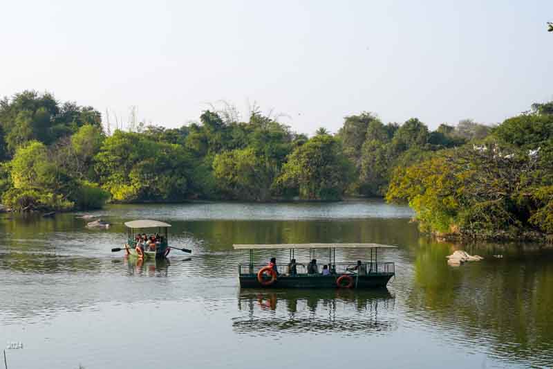Shared row boats and forested island in the Kaveri, spot-billed pelicans nesting on right