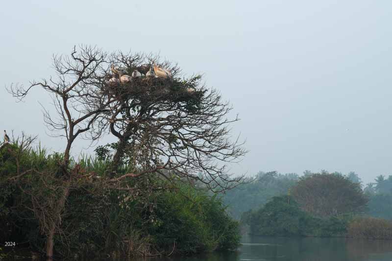 Spot-billed pelicans in nest