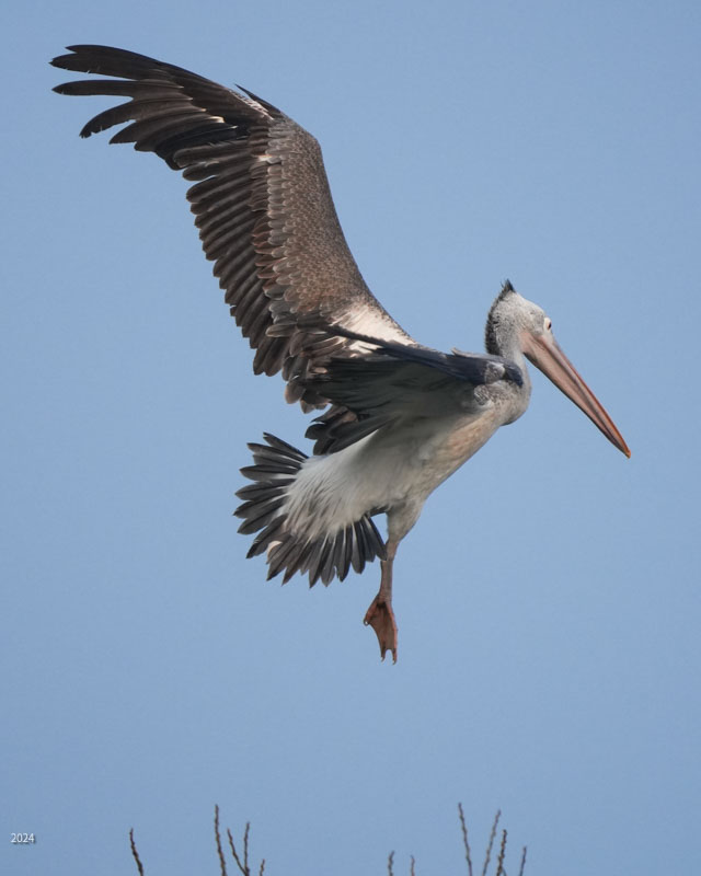 Spot-billed pelican descending to tree-top perch