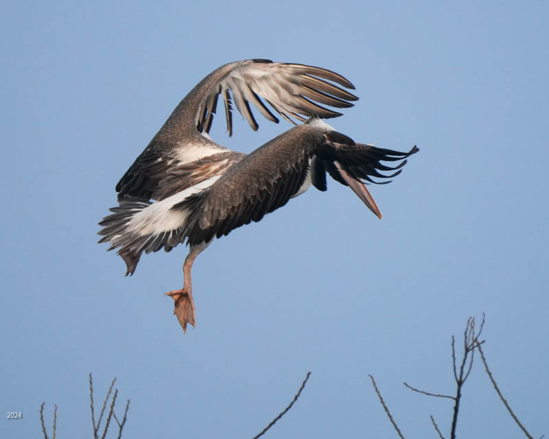 Spot-billed pelican descending to tree-top perch