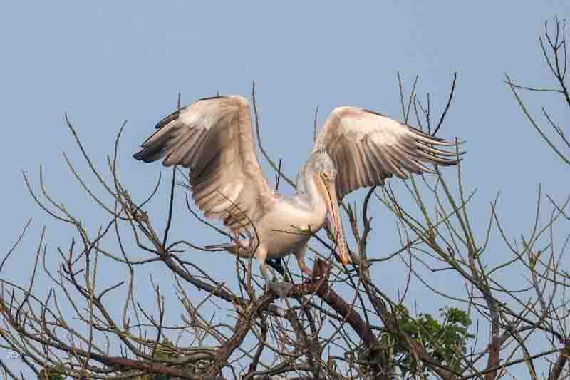 Spot-billed pelican descending to tree-top perch