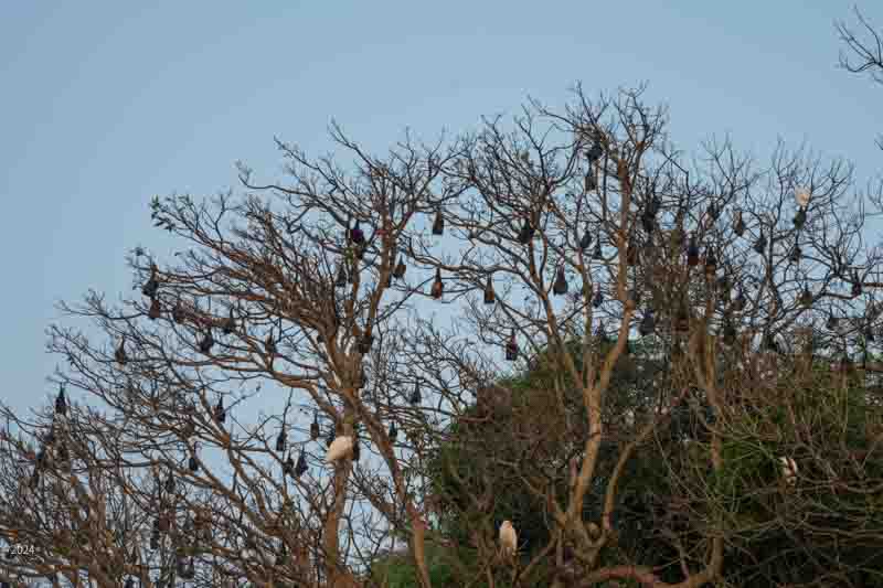 Indian flying foxes sleeping in a tree