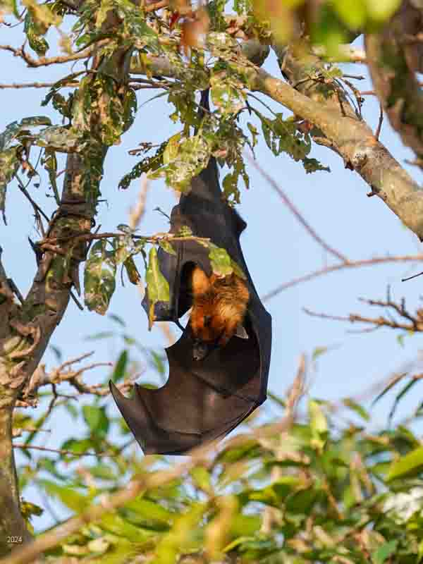 Bat hanging from tree with wings partly open