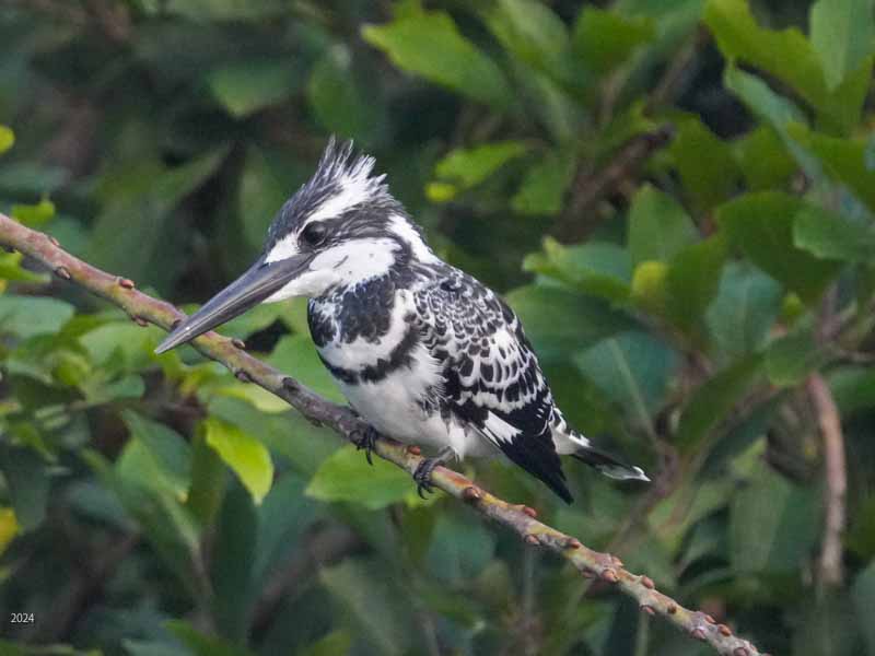 Pied kingfisher perched
