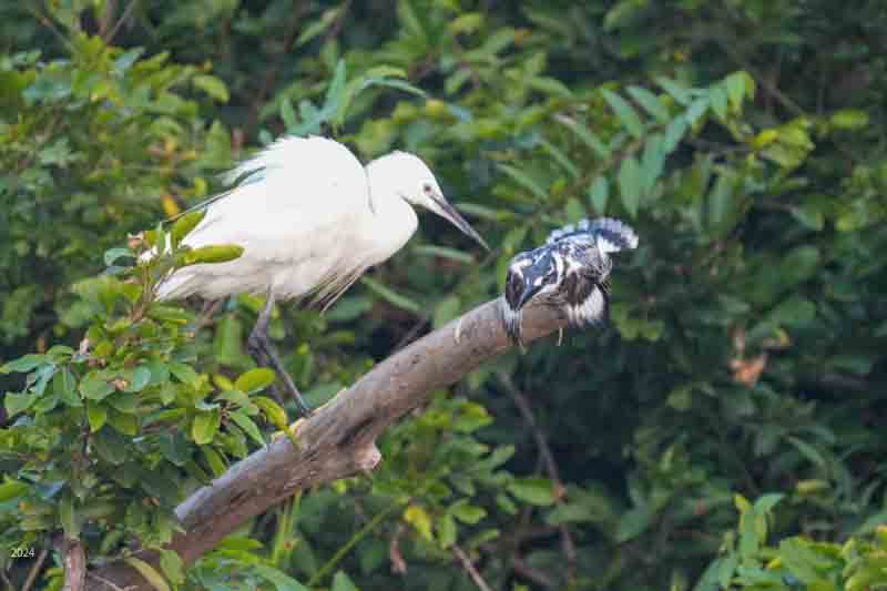 Egret usurps perch from Pied kingfisher