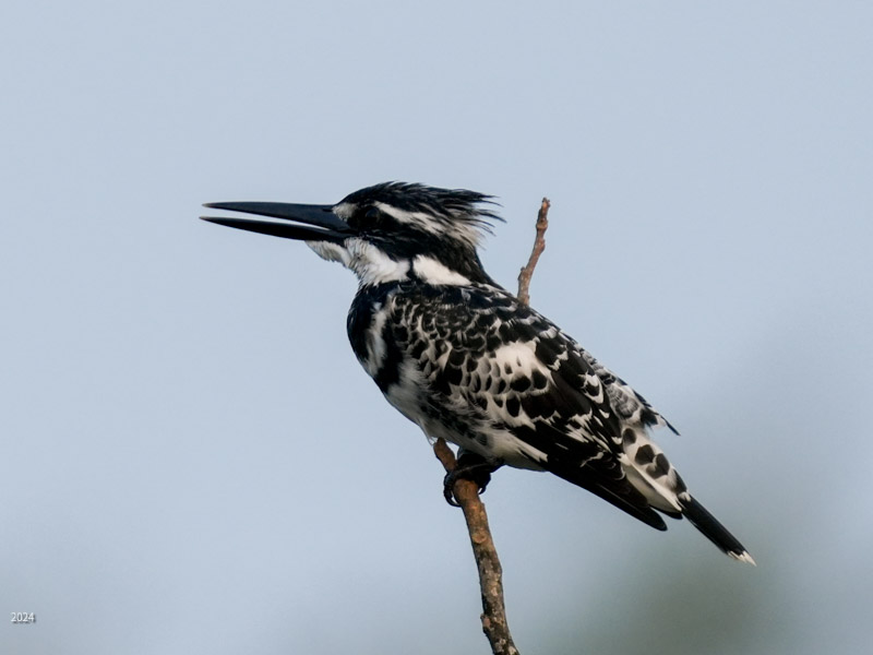 Pied kingfisher perched