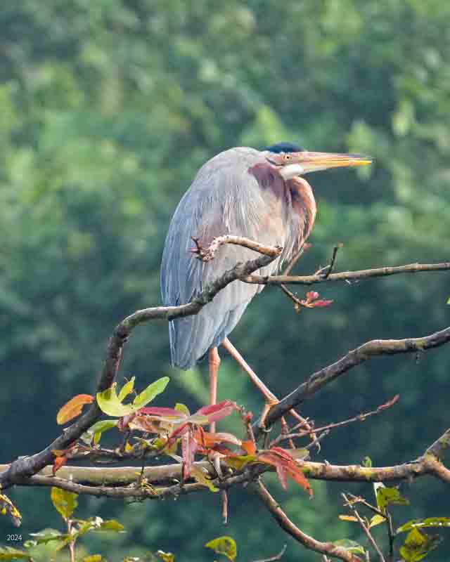 Purple heron perched
