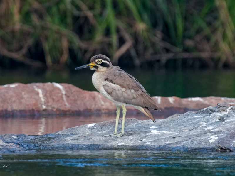 Great stone-curlew or great thick-knee