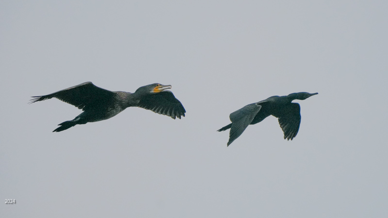 Cormorants in flight
