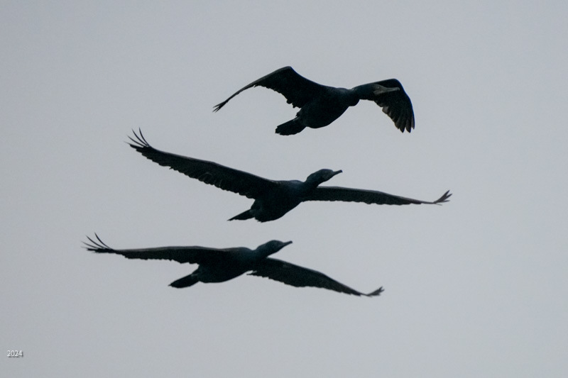 Cormorants in flight