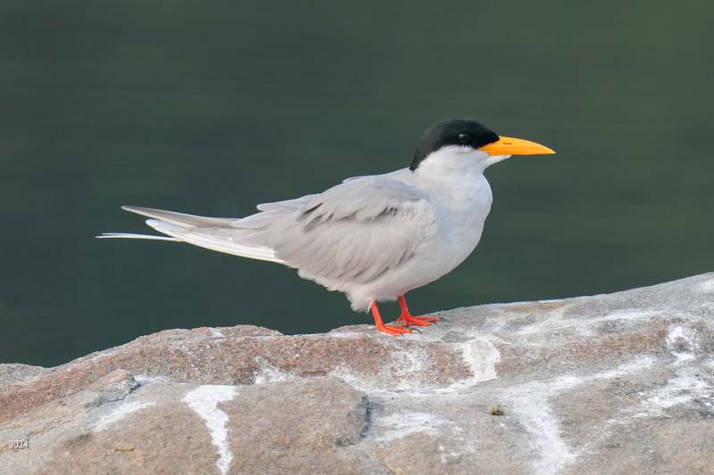 River tern perched on a rock
