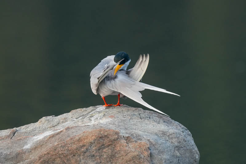 River tern preening on a rock