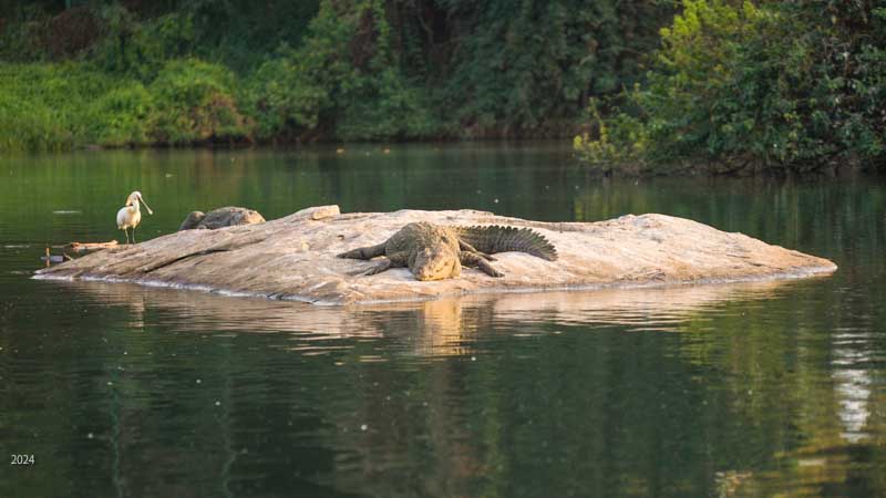 Mugger crocodiles basking on a rock