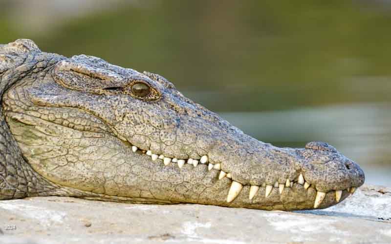 Head of mugger crocodile basking on a rock