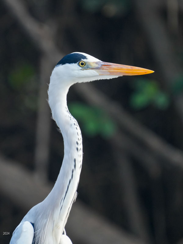 Grey heron
