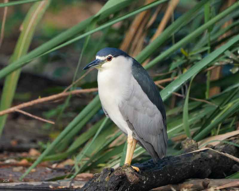 Black-crowned night heron