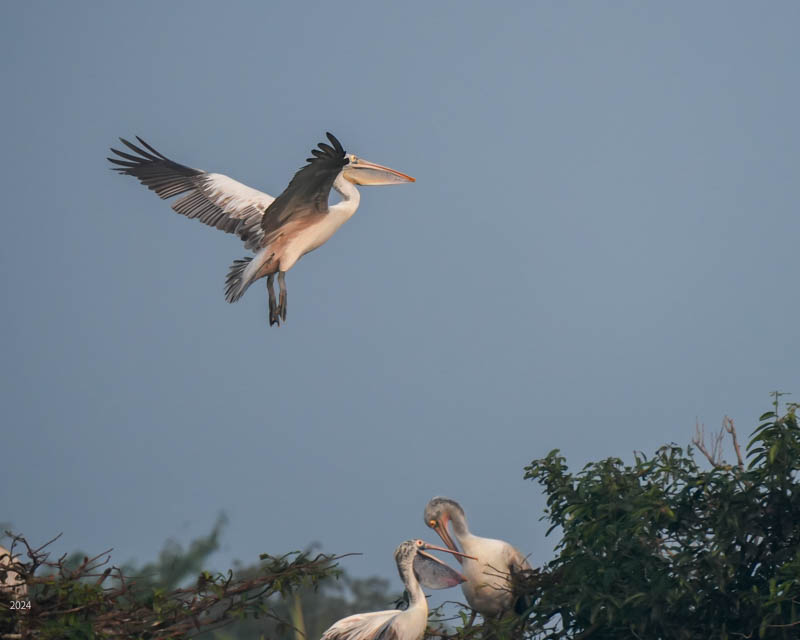 Spot-billed pelican descending to tree-top perch