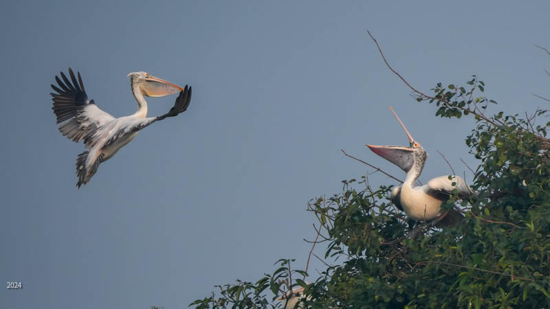 Spot-billed pelican descending to tree-top perch